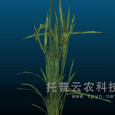 盆栽植物三維數(shù)字表型采集分析系統(tǒng)