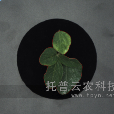 溫室型高通量植物表型采集分析平臺(tái)