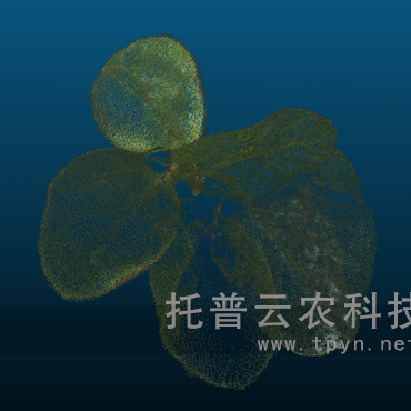 溫室型高通量植物表型采集分析平臺(tái)