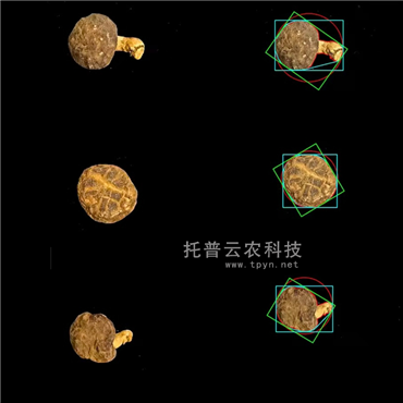 食用菌表型采集分析系統(tǒng)