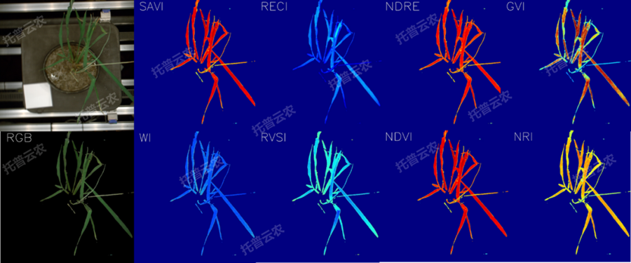逆境模擬及植物生長(zhǎng)監(jiān)測(cè)平臺(tái)-高光譜成像與指數(shù)分析結(jié)果